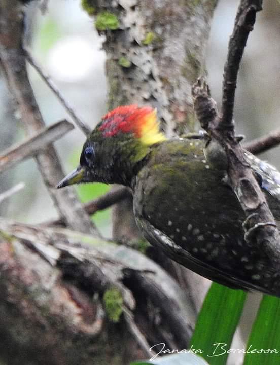 d93f99ca-0a36-4e52-87fc-a27ee16cc667